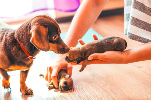 Happy dog with owner in El Paso